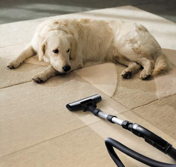 Pet on carpet